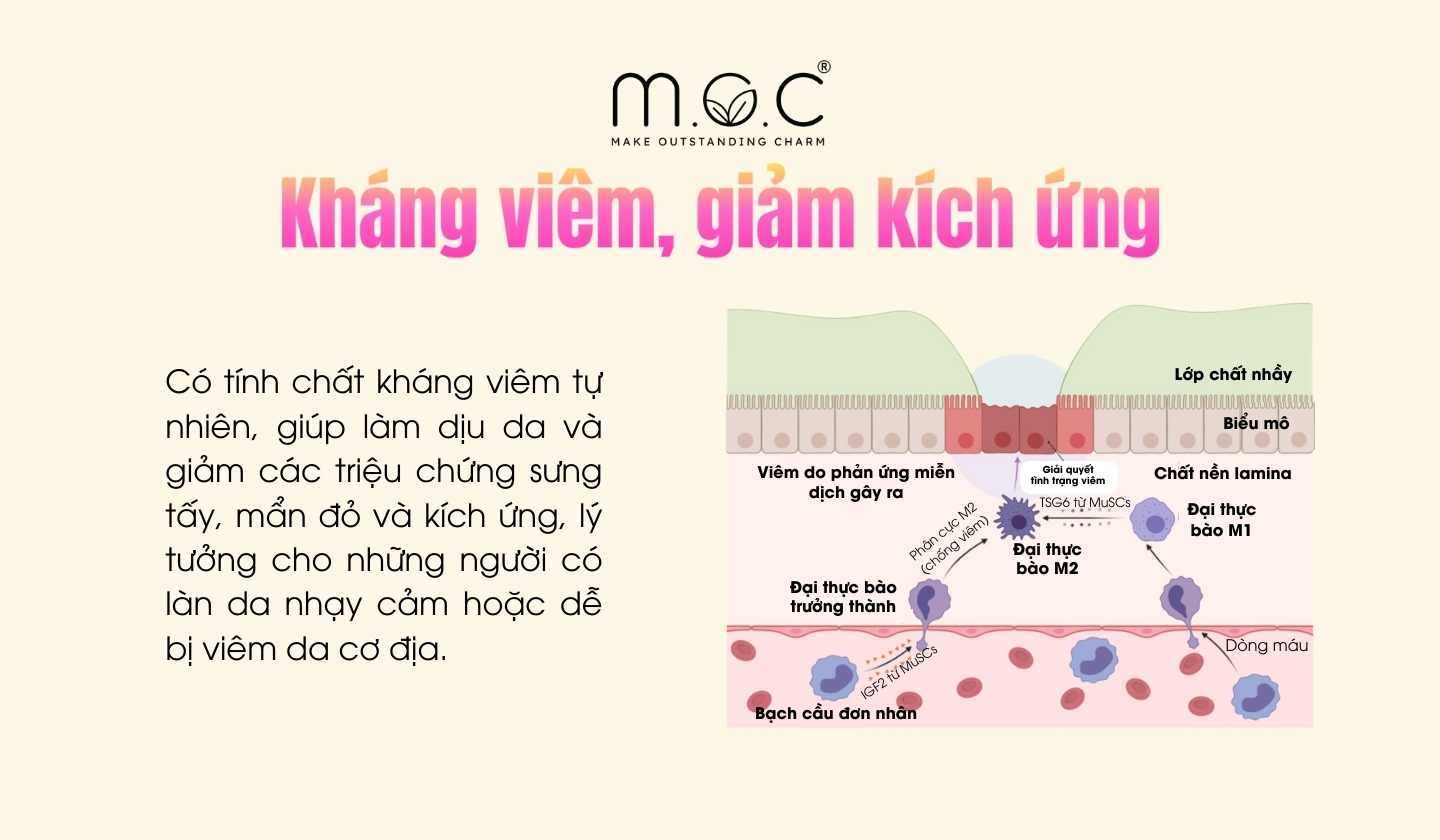 Alpha-Glucan Oligosaccharide kháng viêm, dịu da nhạy cảm