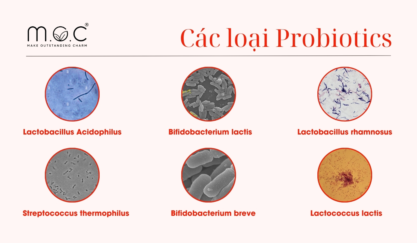 Các chủng loại Probiotics tốt cho da mụn