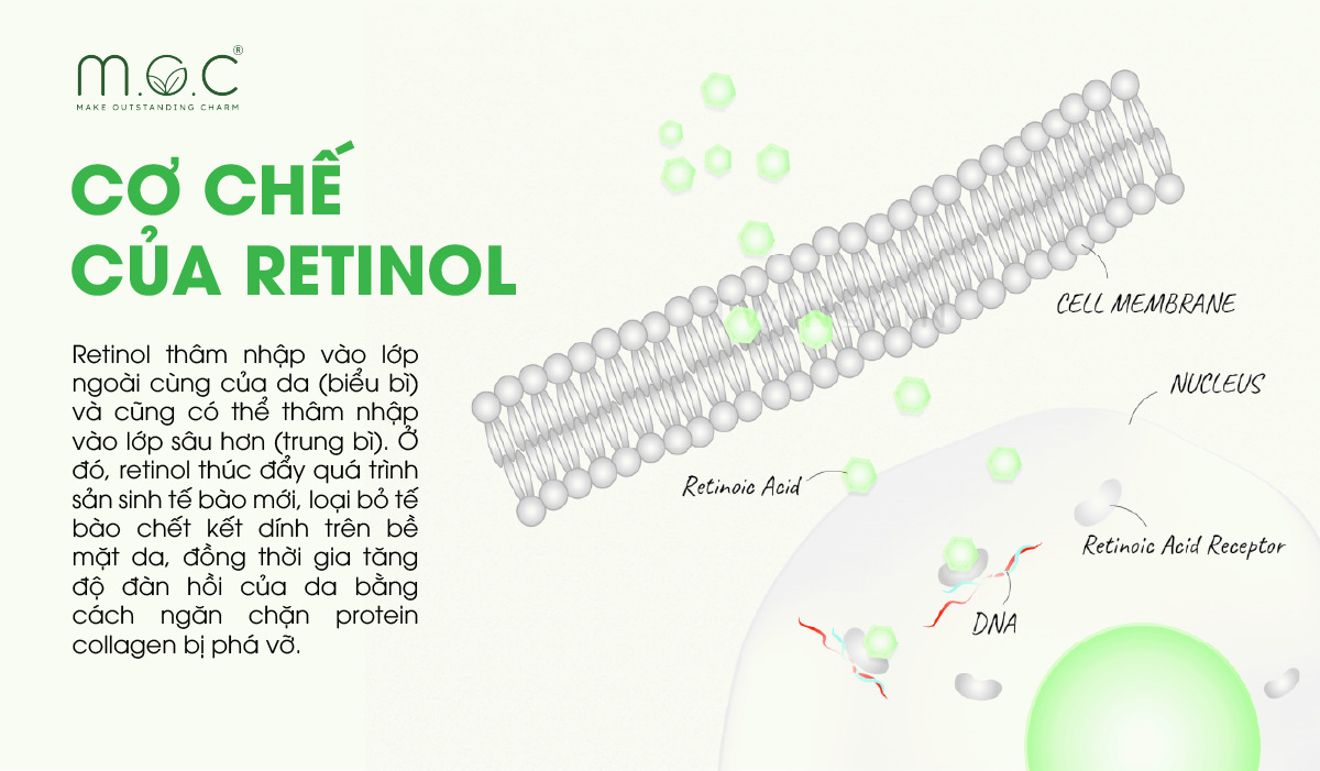 Cơ chế hoạt động của Retinol