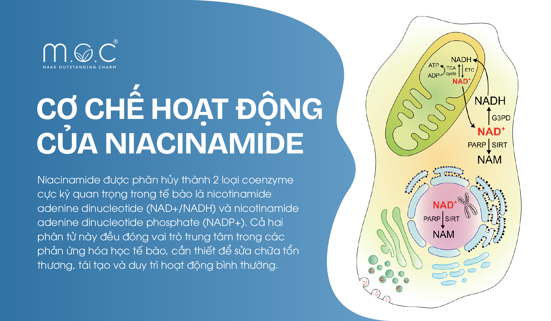 Cơ chế hoạt động của Niacinamide