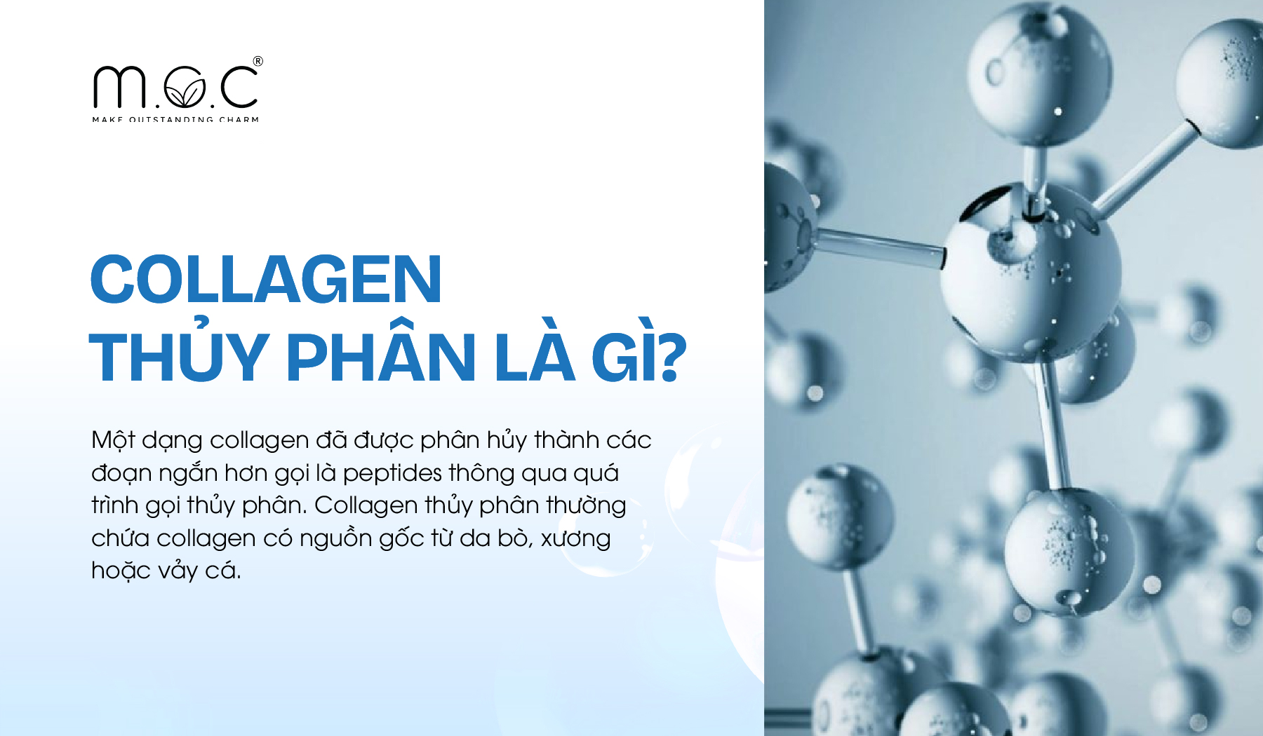 Collagen thủy phân là gì?