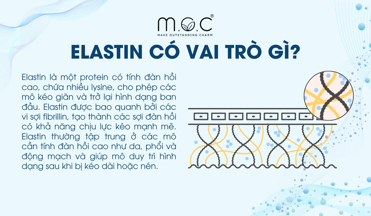 Elastin có vai trò gì trong ma trận nội bào?