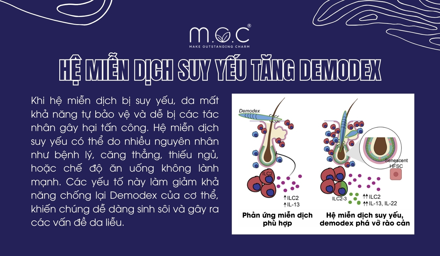 Hệ miễn dịch suy yếu khiến gia tăng Demodex