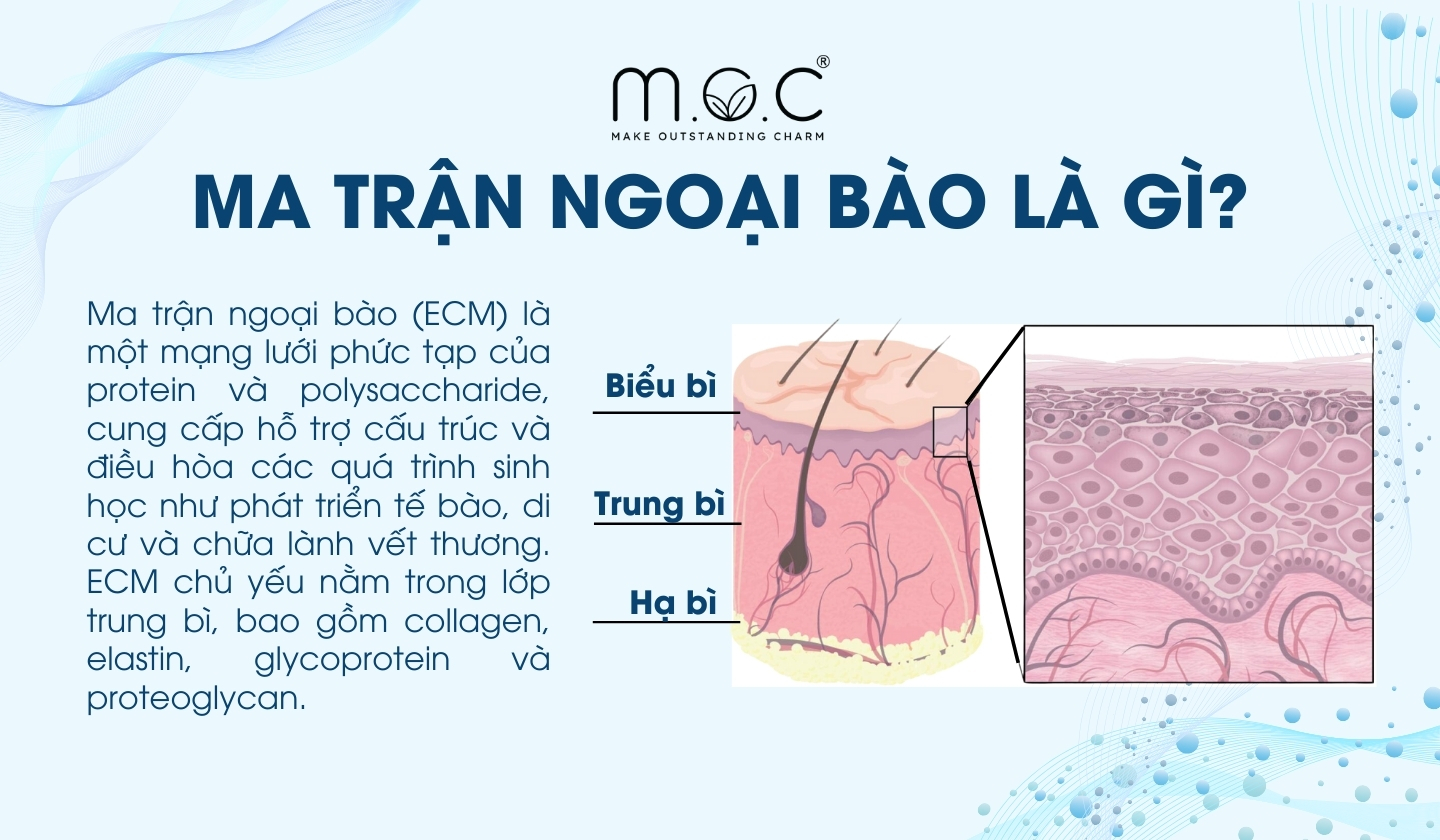 Ma trận ngoại bào là gì?