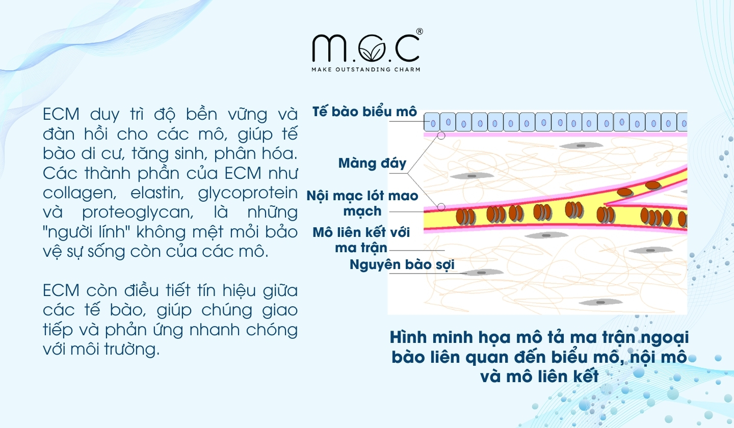 Ma trận nội bào duy trì sự sống của các mô