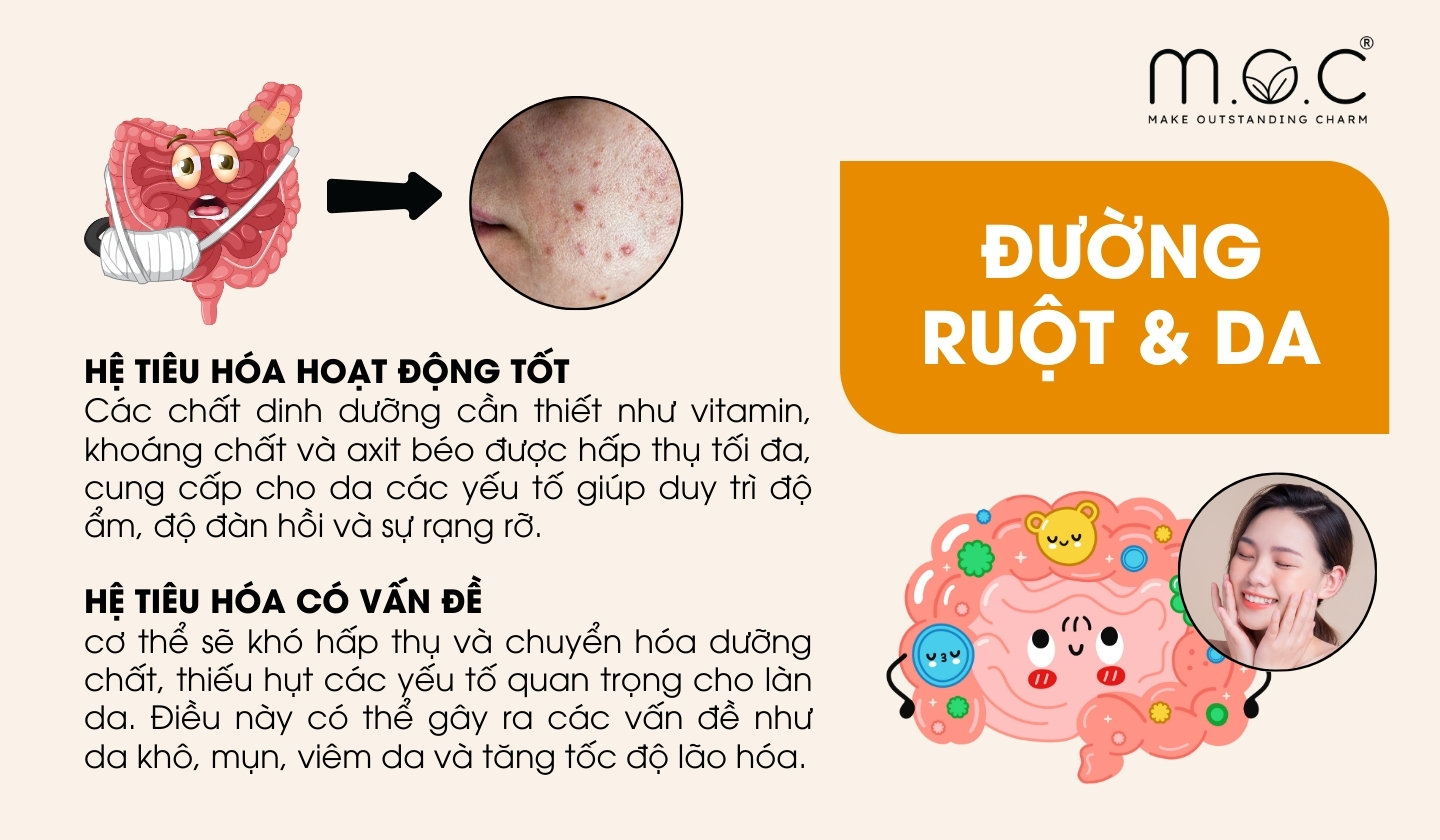 Sức khỏe đường ruột và làn da có mối quan hệ gì?