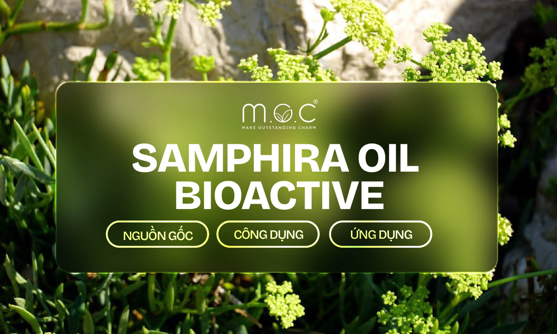 Samphira Oil Bioactive