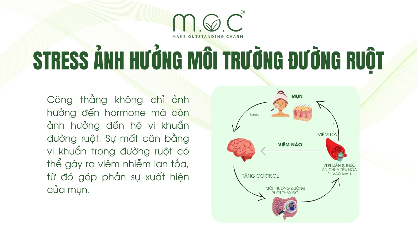 Stress ảnh hưởng đến môi trường hệ vi sinh đường ruột