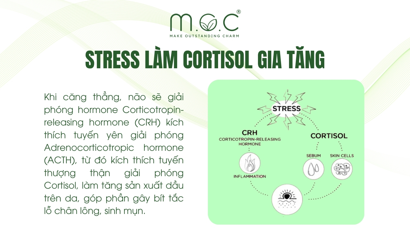 Stress làm gia tăng hormone Cortisol