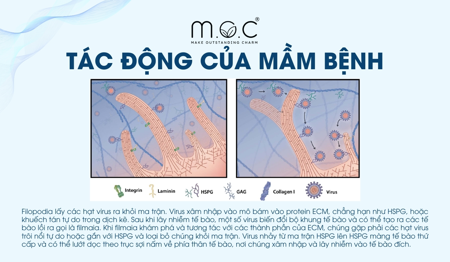 Ma trận nội bào sẽ phản ứng ra sao trước tác động của mầm bệnh?