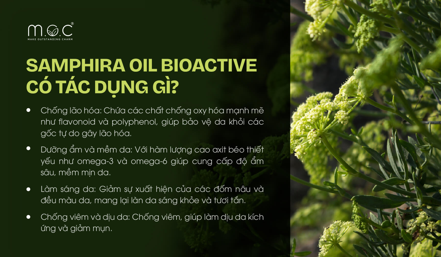 Công dụng của Samphira Oil Bioactive