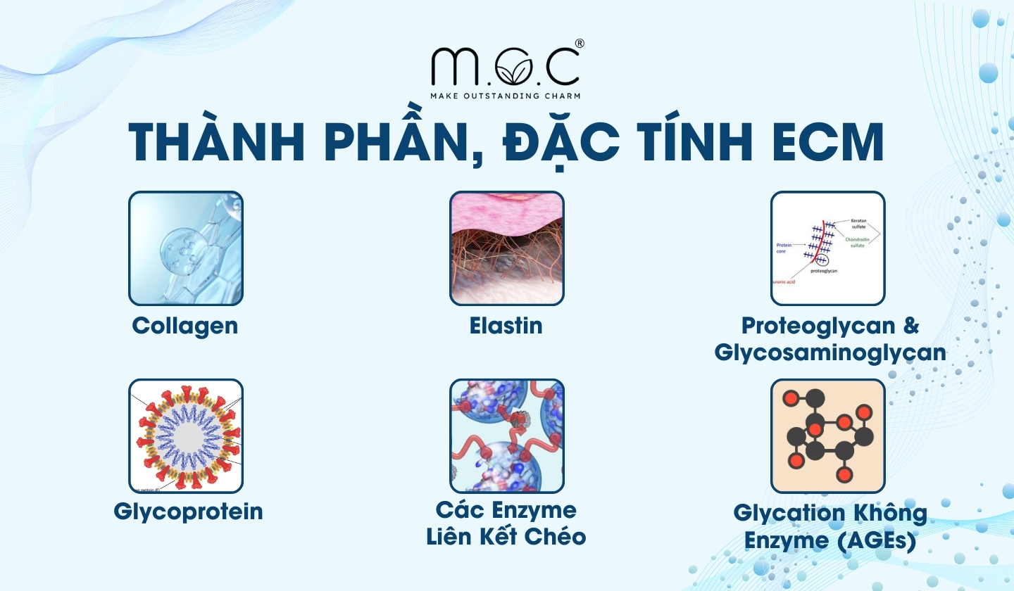 Thành phần và đặc tính của ma trận ngoại bào