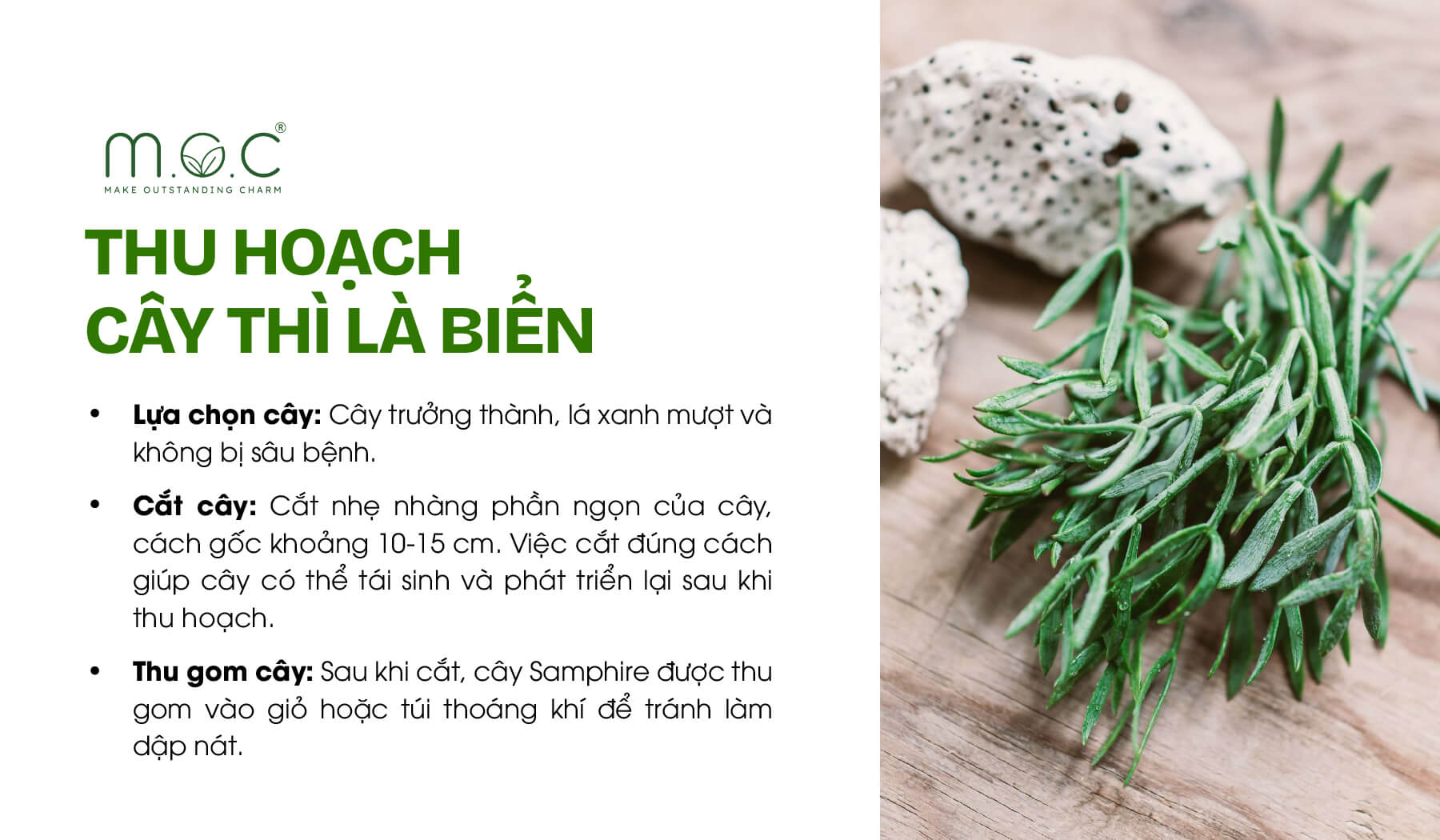 Các tiêu chí thu hoạch cây Thì là biển, nguyên liệu đạt chứng nhận hữu cơ Ecocert