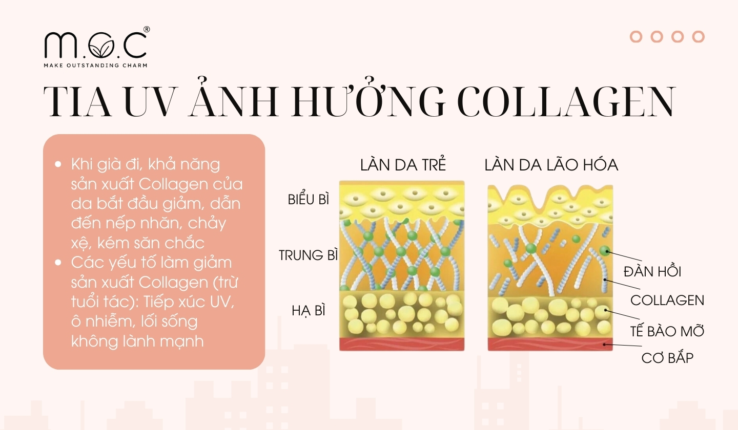 Tia UV gây đứt gãy và thoái hóa mạng lưới Collagen - Elastin