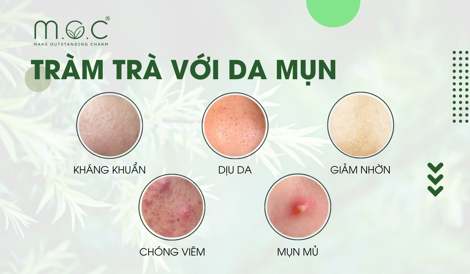 Tinh dầu tràm trà có tác dụng cực kỳ vượt trội trên các dạng da mụn