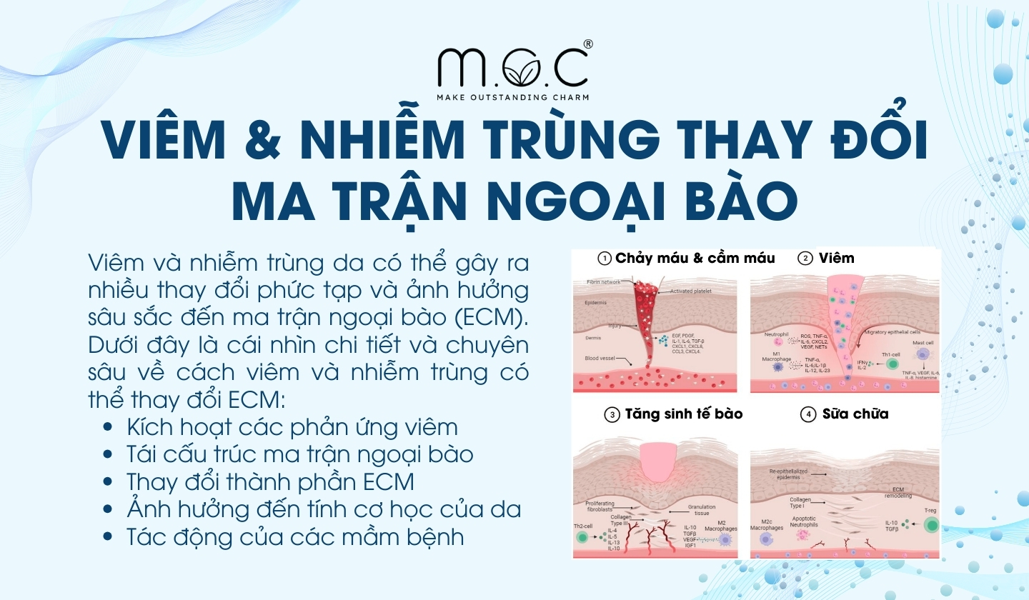 Viêm và nhiễm trùng da thay đổi ma trận nội bào ra sao?