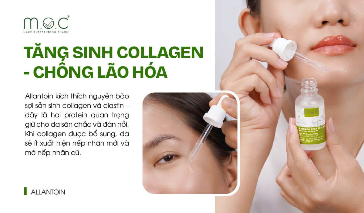 Allantoin cải thiện độ đàn hồi, săn chắc da nhờ kích thích tăng sinh Collagen-Elastin