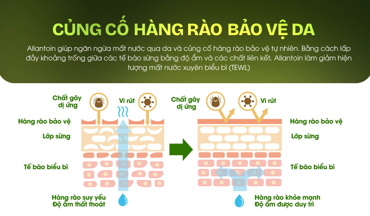Allantoin giúp củng cố hàng rào bảo vệ da, ngừa mất nước