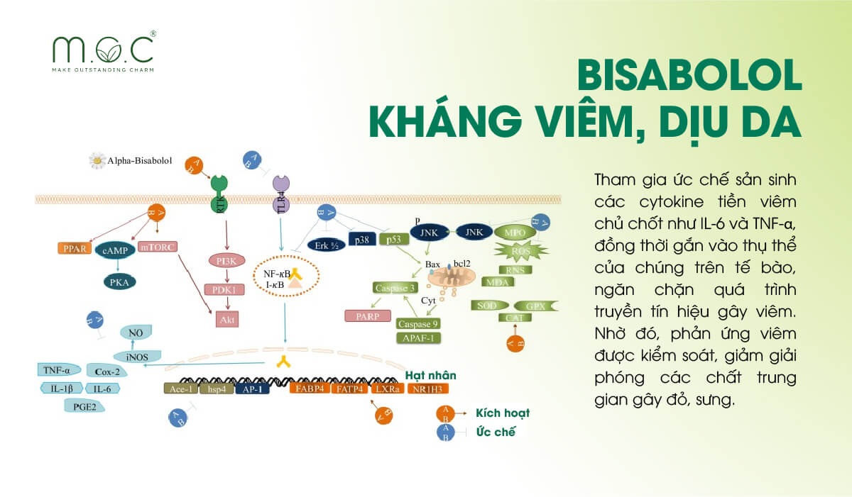 Bisabolol giúp kháng viêm, dịu da nhanh