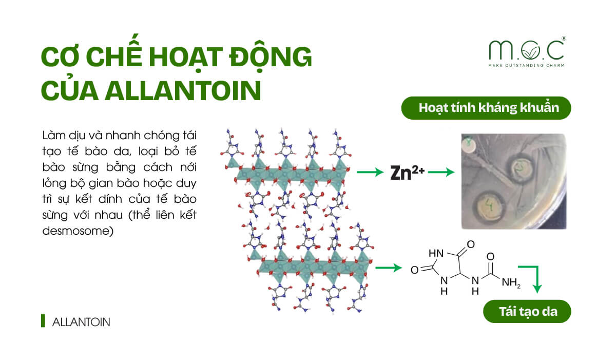 Cơ chế hoạt động của Allantoin