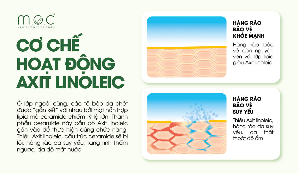 Cơ chế hoạt động của Linoleic Acid