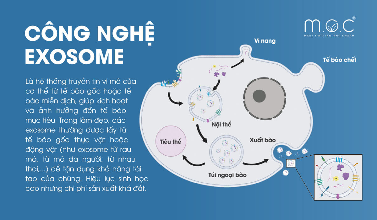 Exosome là các túi ngoại bào tự nhiên do tế bào sống tiết ra