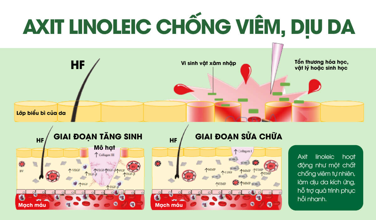 Linoleic Acid giảm viêm da