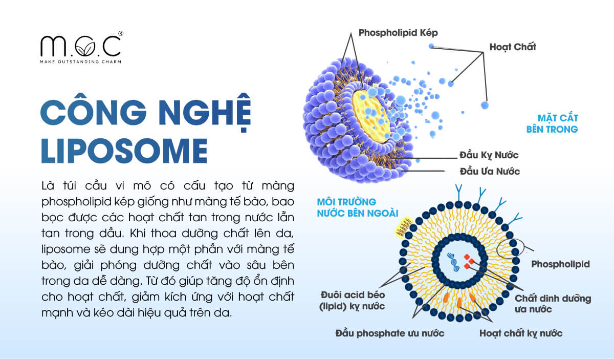 Liposome (li-posome) là những túi cầu vi mô có cấu tạo từ màng phospholipid kép giống như màng tế bào
