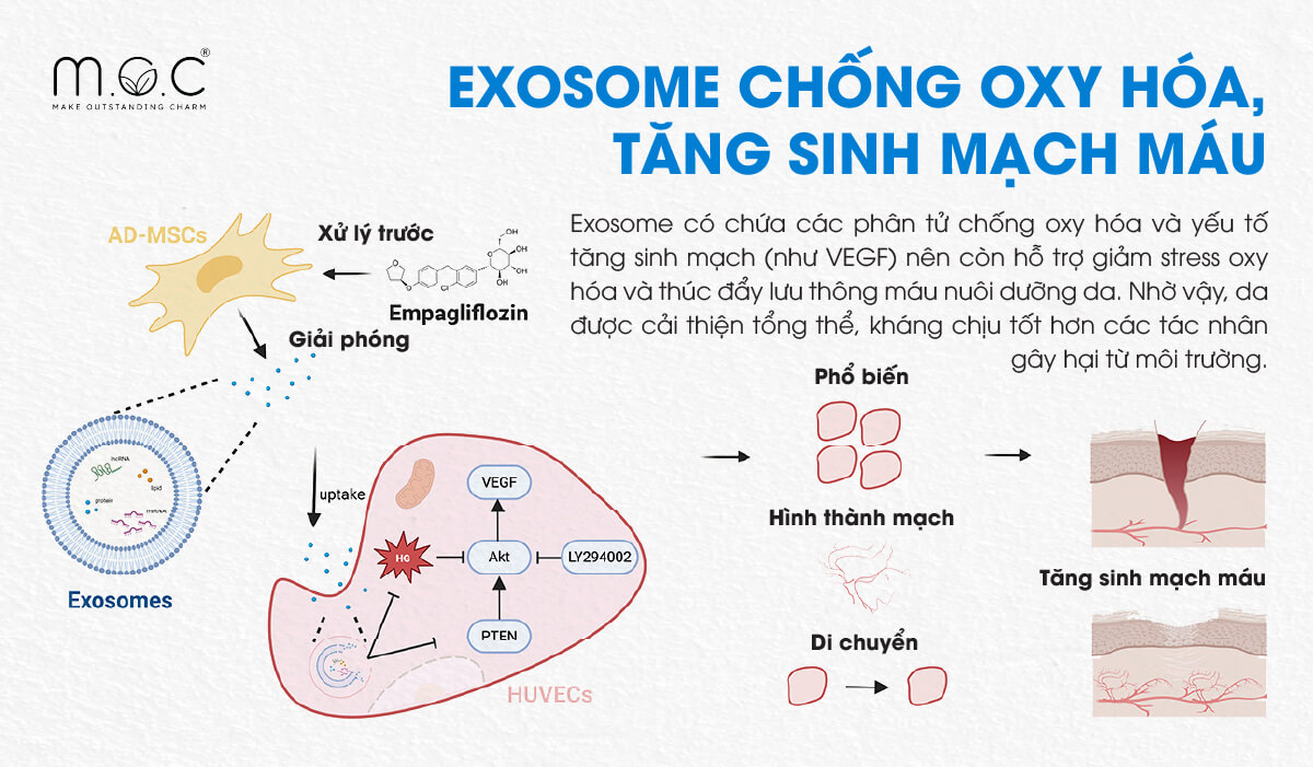 Exosome tham gia chống oxy hóa, tăng vận mạch cho da