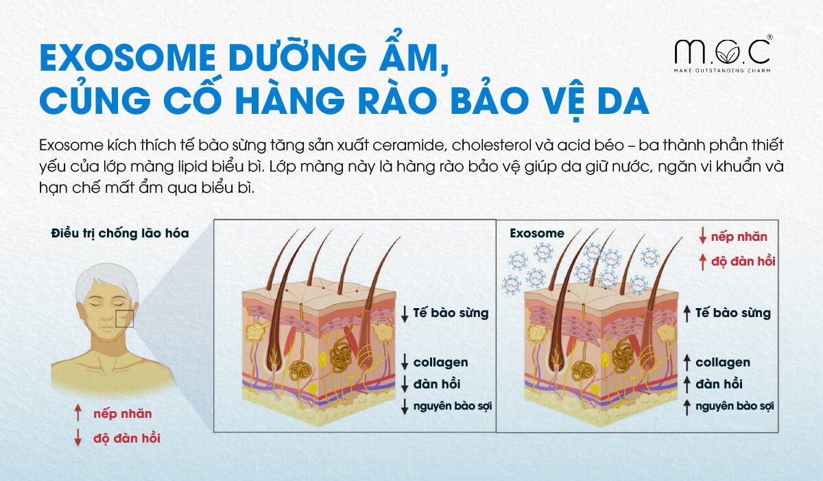 Exosome dưỡng ẩm, củng cố hàng rào bảo vệ da