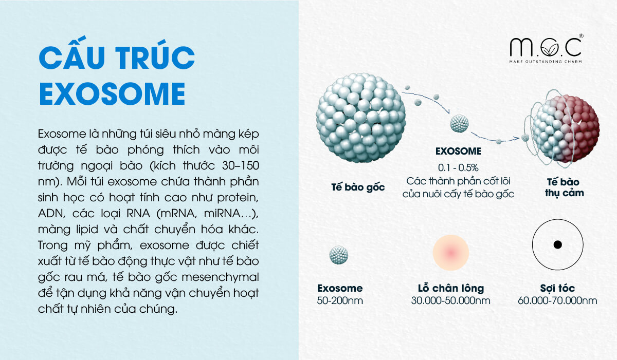 Exosome là gì?