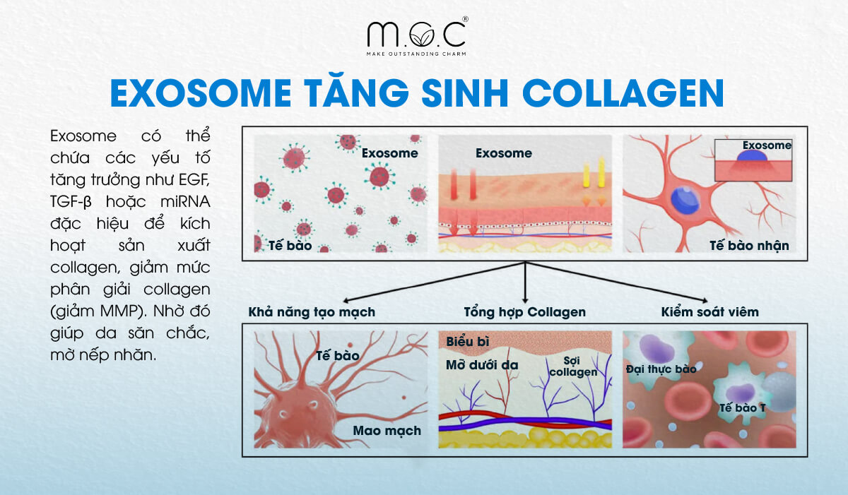 Exosome kích thích sản xuất Collagen tự nhiên, cải thiện cấu trúc da