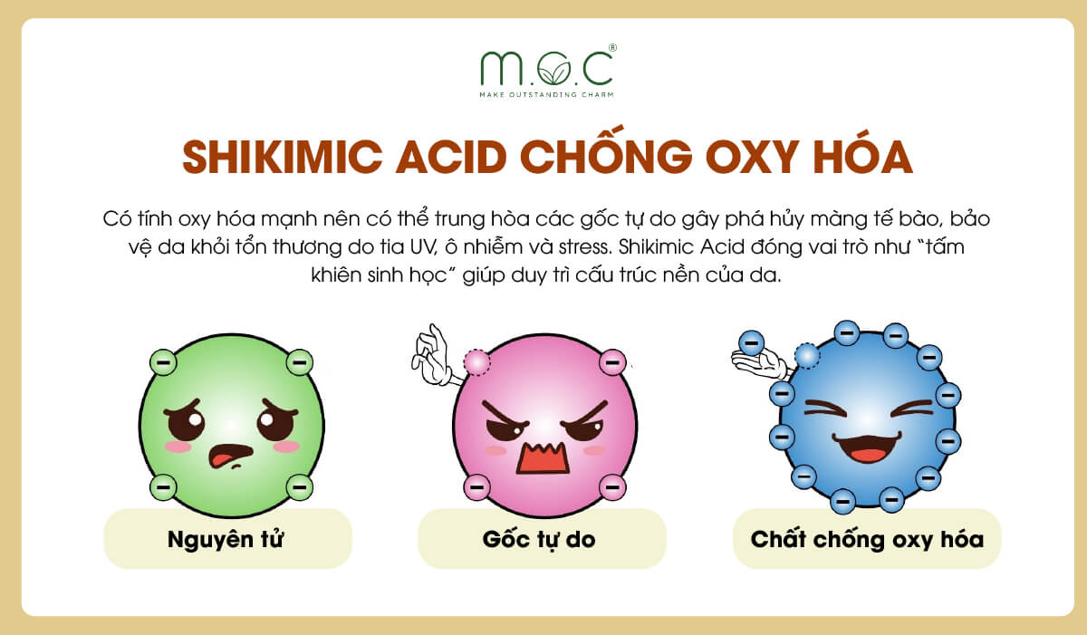 Shikimic Acid chống oxy hóa hữu hiệu