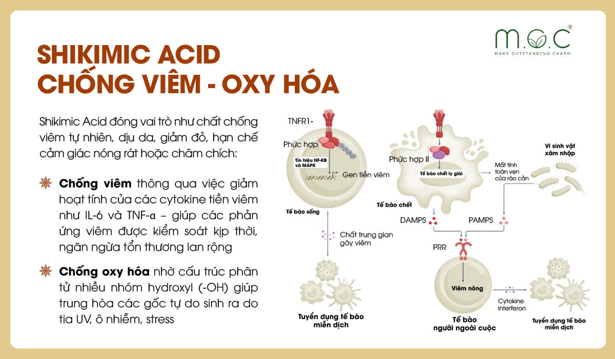 Shikimic Acid giúp chống viêm, oxy hóa