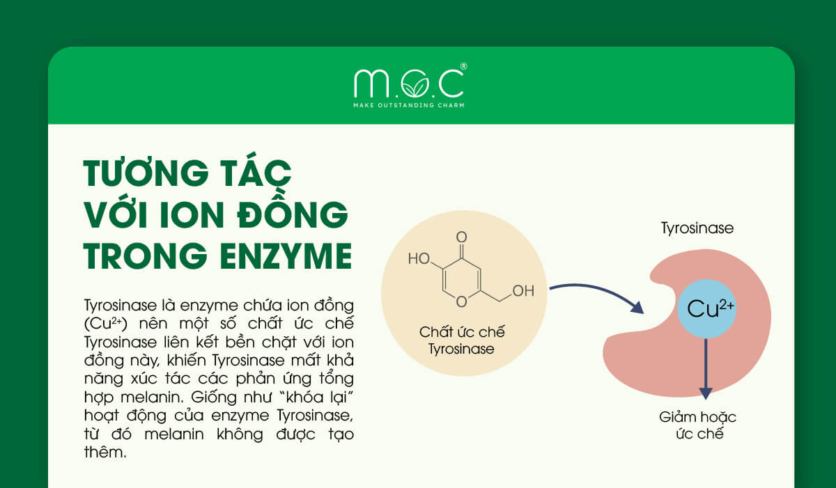 Tương tác với icon Cu2+ trong enzym tyrosinase