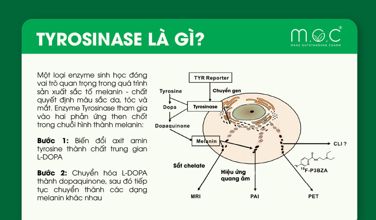 Tyrosinase là gì?