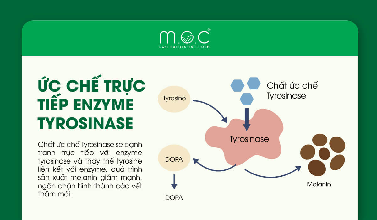 Ức chế trực tiếp enzym tyrosinase