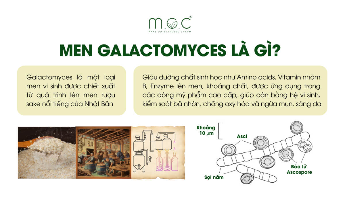 Galactomyces là một loại men vi sinh được chiết xuất từ quá trình lên men rượu sake – đặc sản nổi tiếng của Nhật Bản