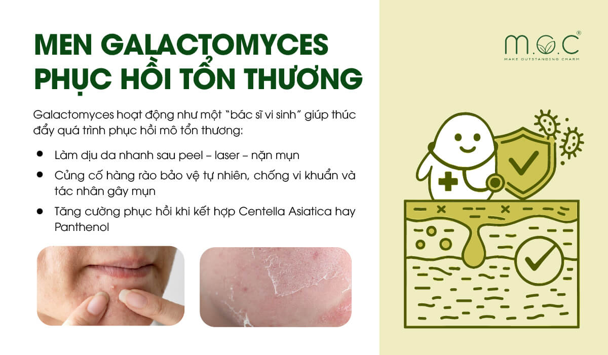Men Galactomyces tham gia phục hồi tổn thương