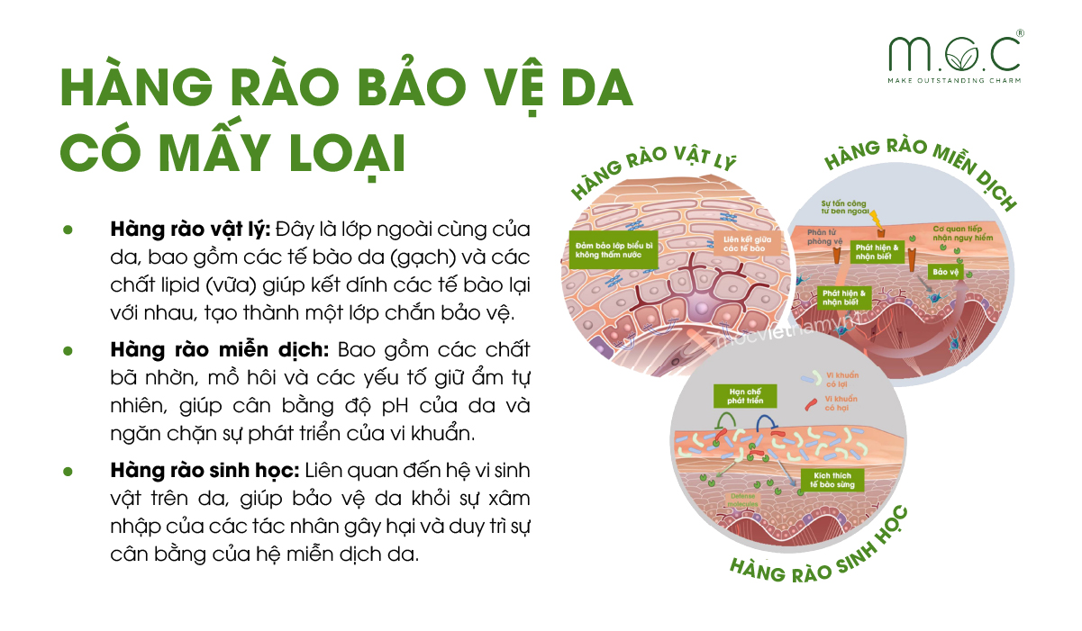 Hàng rào bảo vệ da có 3 loại: Vật lý, Hóa học, Sinh học