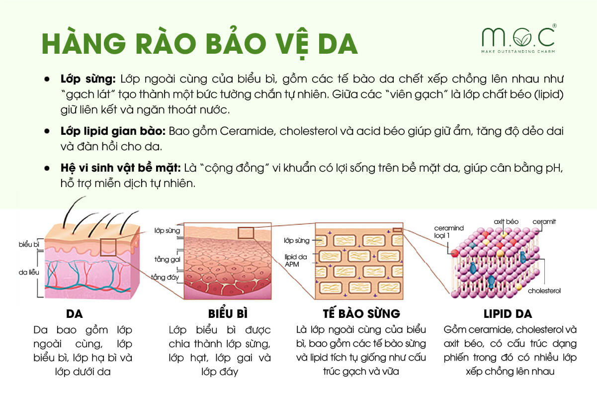 Hàng rào bảo vệ da là lớp khiên tự nhiên đầu tiên và quan trọng nhất của làn da