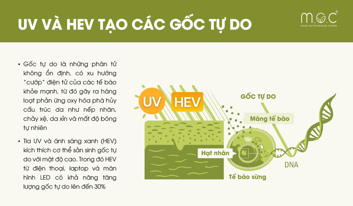 Tia UV và HEV kích thích cơ thể sản sinh gốc tự do với mật độ cao