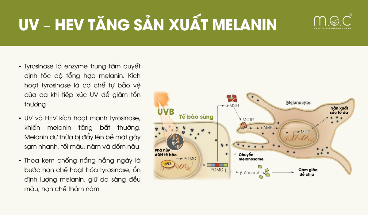 Tia UV và Ánh sáng xanh tăng hoạt động tyrosinase và sản xuất melanin