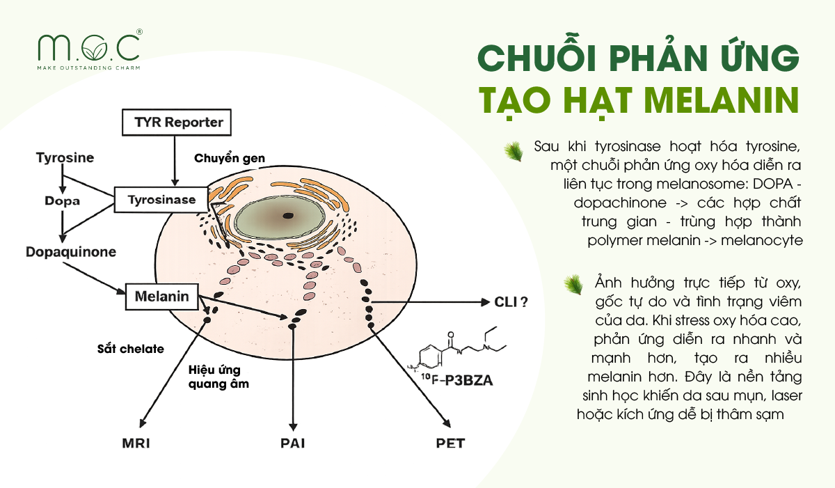 Chuỗi phản ứng sinh học tạo hạt melanin là quá trình enzyme tyrosinase xúc tác chuyển hóa tyrosine thành melanin trong tế bào melanocyte