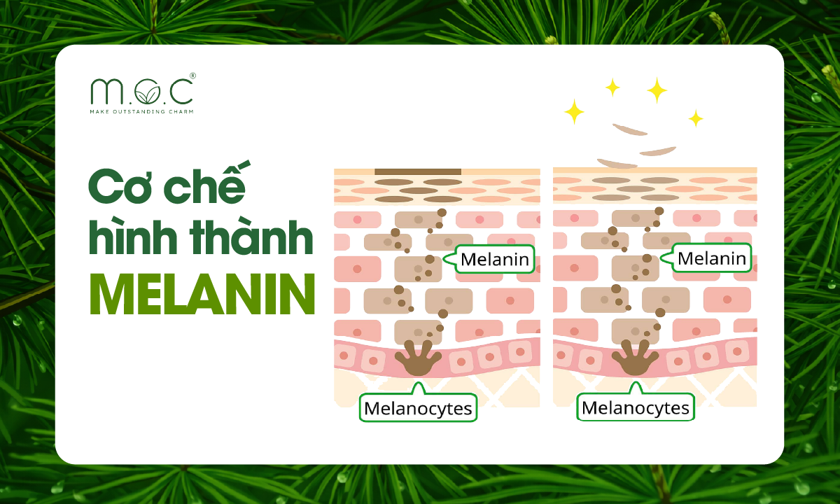 Cơ chế hình thành Melanin