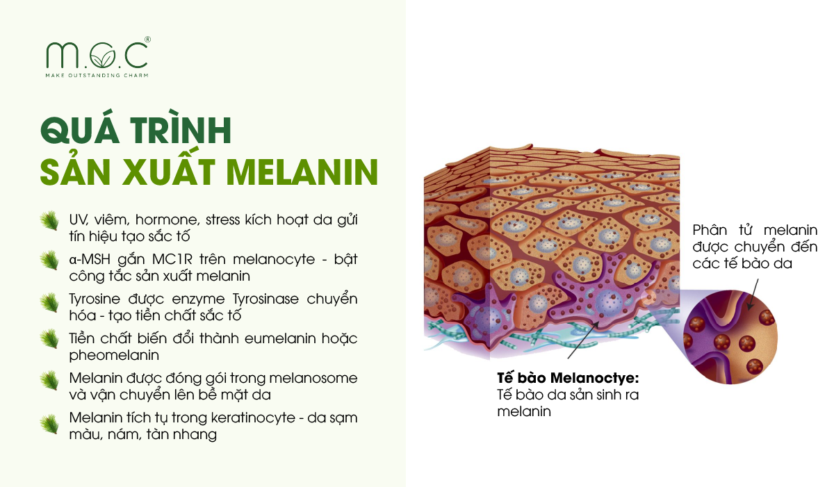 Melanin được tạo ra khi tia UV kích thích tế bào melanocyte hoạt động, enzyme tyrosinase chuyển hóa tyrosine thành sắc tố melanin rồi phân bố lên da để bảo vệ
