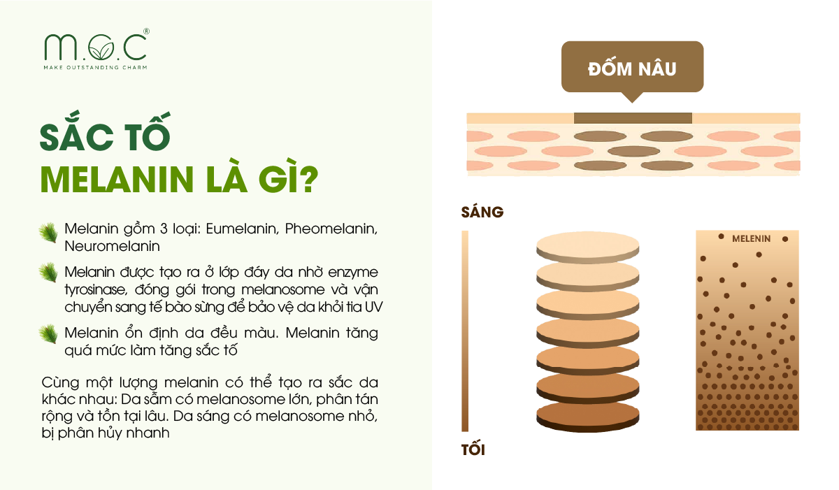 Sắc tố melanin là chất quyết định màu da và bảo vệ da khỏi tia UV