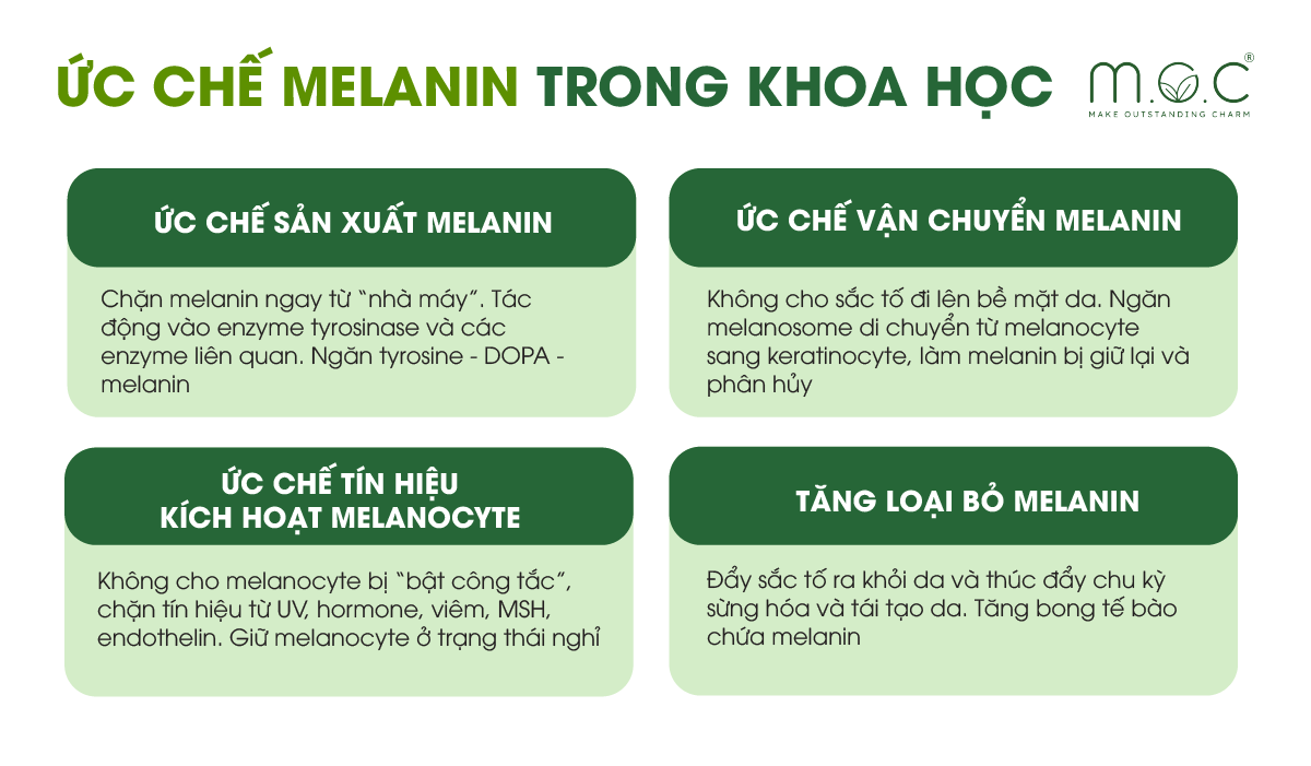 Ức chế melanin trong khoa học da liễu là việc giảm hoạt động tyrosinase và quá trình hình thành–vận chuyển melanin để hạn chế sạm nám
